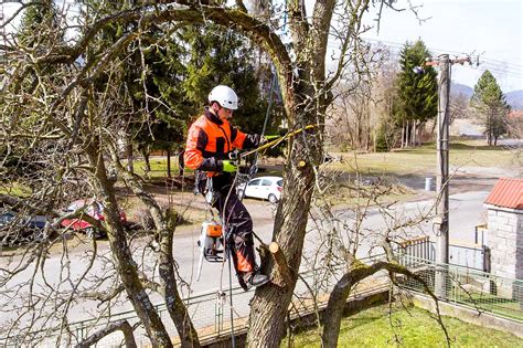 Élagage d'arbre par un professionnel