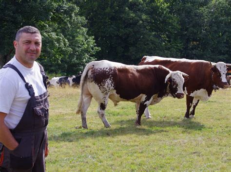Élevage de vaches Ferrandaises