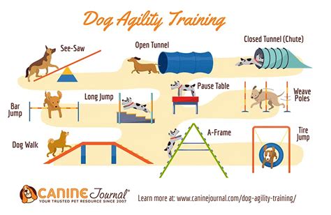 Agility Canine