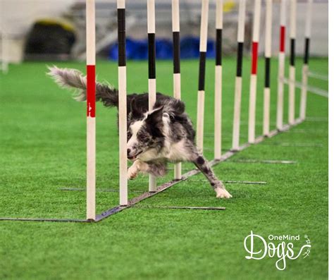 Border Collie Agility