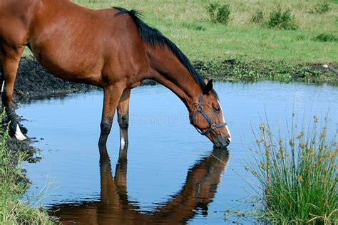 Cheval buvant de l'eau