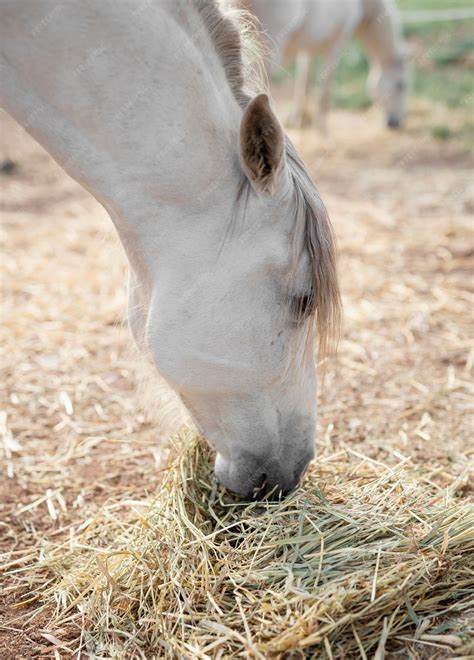 Cheval mangeant du foin