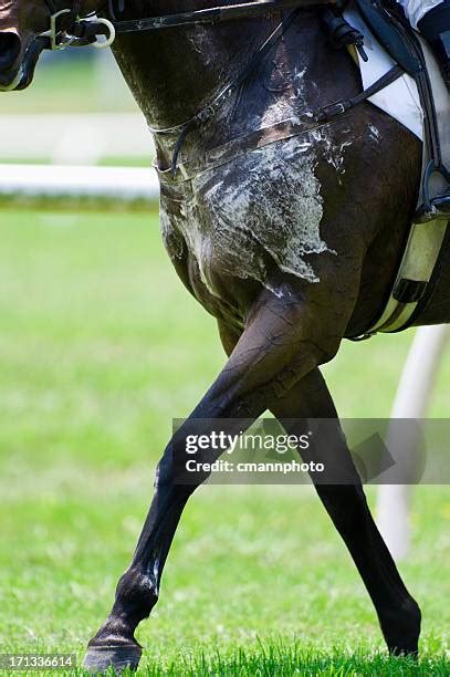 Cheval transpirant