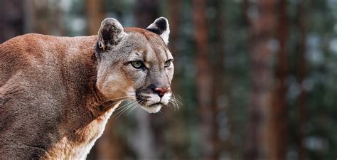 Différence Cougar Cagole