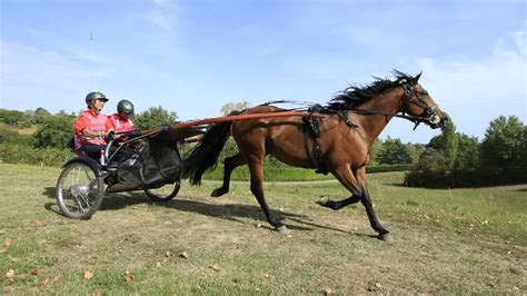 Endurance en Attelage