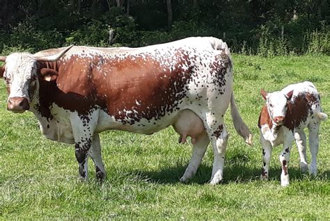 Vache Ferrandaise